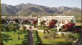DEDEMAN OLİVE TREE